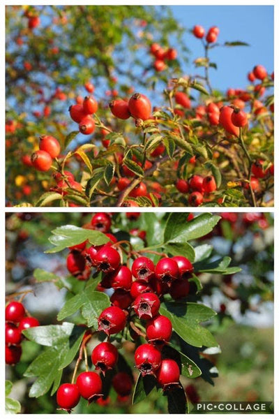 Rosehips and hawthorn berries - Autumn jewels